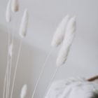 Lagurus im 15er Bund, gebleicht, Trockenblumen