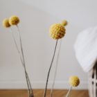 Trommelschlägelgelb, kurzstielig, im 7er Bund, Trockenblumen