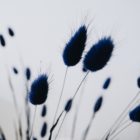 Lagurus im 15er Bund, nachtblau, Trockenblumen
