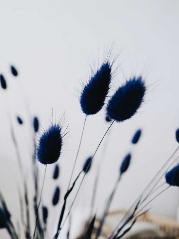 Lagurus im 15er Bund, nachtblau, Trockenblumen