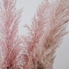 Pampasgras rosé im 3er Bund, Trockenblumen in Vase