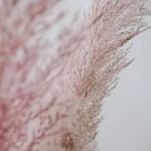 Pampasgras rosé im 3er Bund, Trockenblumen in Vase