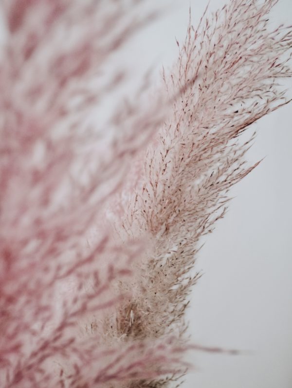 Pampasgras rosé im 3er Bund, Trockenblumen in Vase