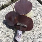 Bräutigam Anstecker