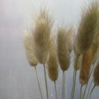 Lagurus im 15er Bund, naturbelassen, Trockenblumen