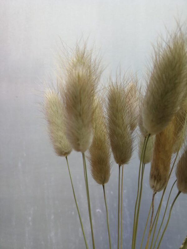 Lagurus im 15er Bund, naturbelassen, Trockenblumen