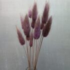 Altviolette Lagurus Trockenblumen