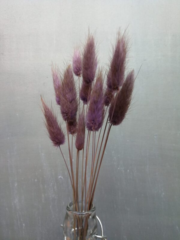 Lagurus im 15er Bund, altviolett, Trockenblumen