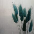 Lagurus im 15er Bund, stahlblau, Trockenblumen