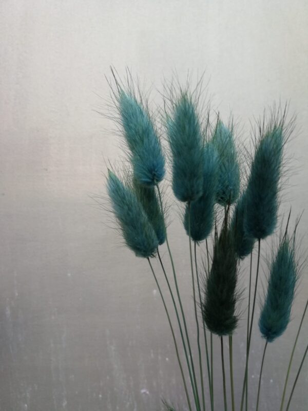 Lagurus im 15er Bund, stahlblau, Trockenblumen