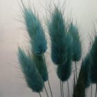 Lagurus im 15er Bund, stahlblau, Trockenblumen