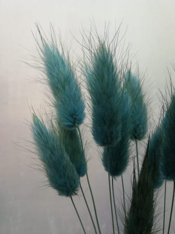 Lagurus im 15er Bund, stahlblau, Trockenblumen