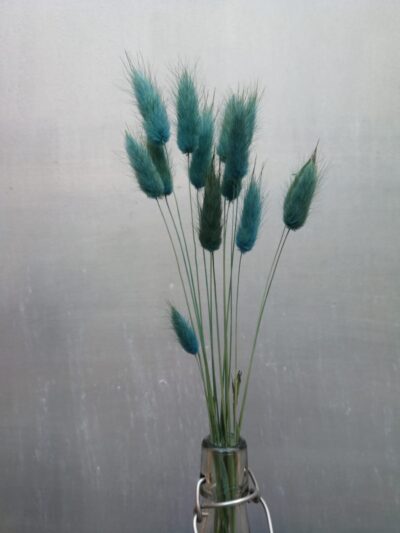 Stahlblaue Lagurus Trockenblumen