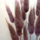 Lagurus im 15er Bund, altviolett, Trockenblumen