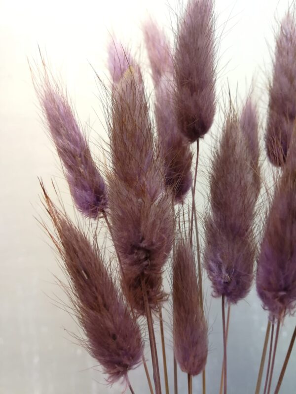 Lagurus im 15er Bund, altviolett, Trockenblumen