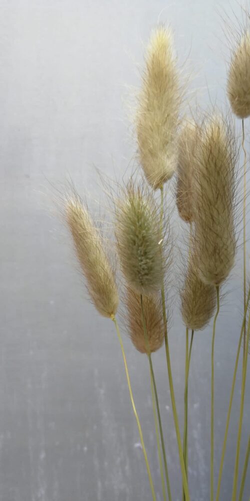 Lagurus im 15er Bund, naturbelassen, Trockenblumen